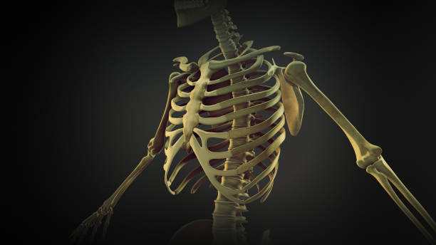 肋骨ケージ骨関節解剖学 - rib cage ストックフォトと画像