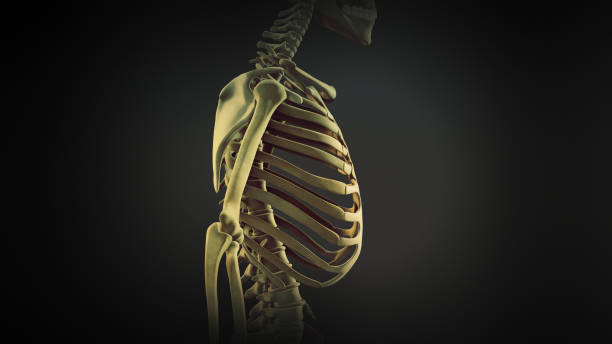 anatomia das articulações ósseas da gaiola torácica - thoracic vertebrae - fotografias e filmes do acervo