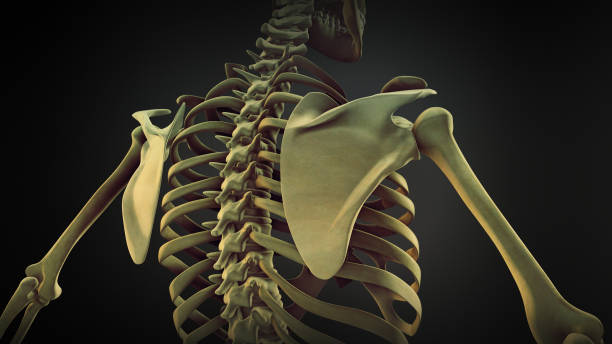 esqueleto humano anatomía ósea de la escápula - escapula fotografías e imágenes de stock