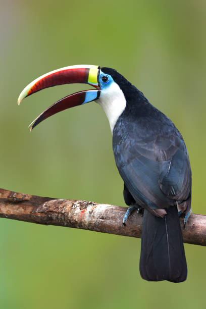 istock White-throated toucan Bird 1397657387