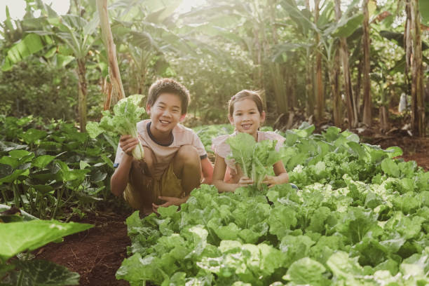 счастливые смешанные азиатские дети, держащие доморощенные овощи, домашнее обучение монтессори, концепцию устойчивой жизни - school farm стоковые фото и изображения