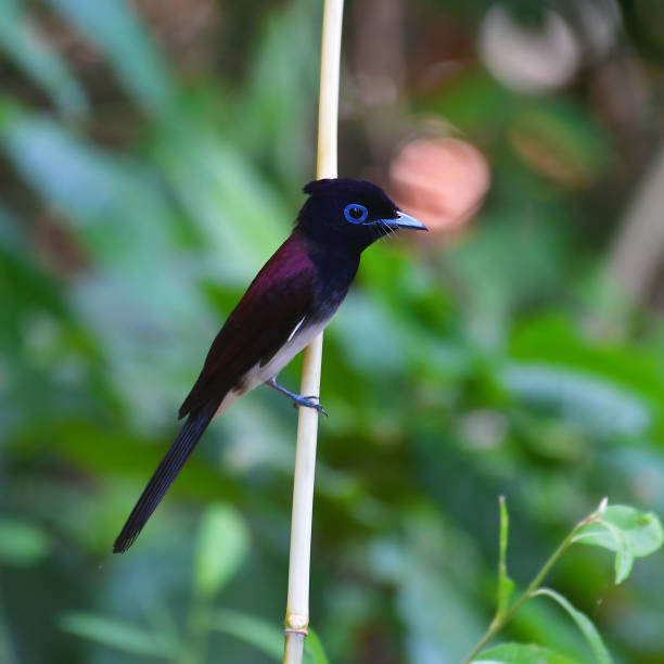 istock Japanese Paradise-flycatcher Bird 1397657569