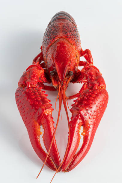 istock Closeup of red crayfish detail 1397657979