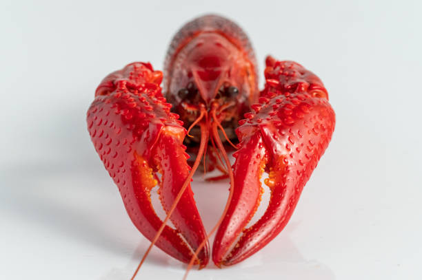 istock Closeup of red crayfish detail 1397657986