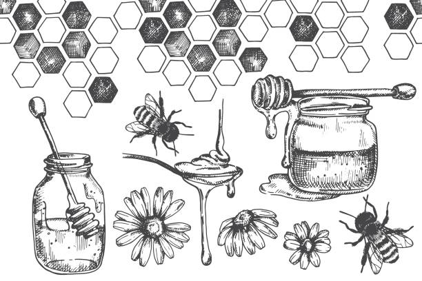 ilustraciones, imágenes clip art, dibujos animados e iconos de stock de dibujo vectorial vintage sobre el tema de la miel, la apicultura. gráficos de ilustración en blanco y negro, boceto. miel, panales, abejas. - herb chamomile flower arrangement flower