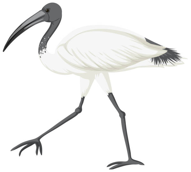 Australian white ibis isolated vector art illustration