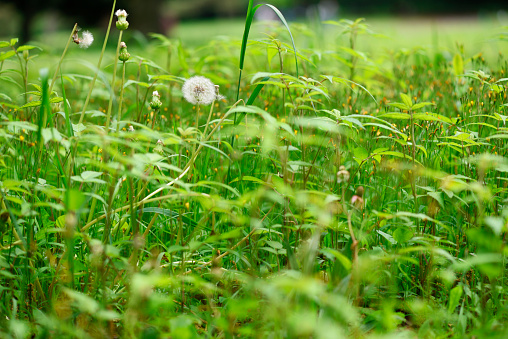 Dandelion globular head of seeds against field of dandelions with shallow depth of field.