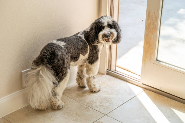 istock Old English Sheepdog at open door 1397659188