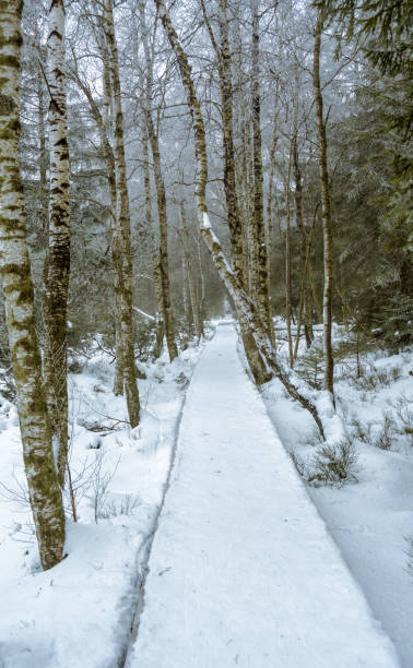 istock snowy hiking trail in wintry birch forest 1397659967