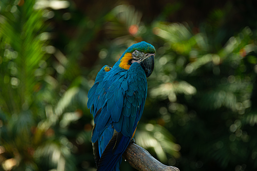 Close up of blue and gold macaw, Ara ararauna, with saturated colors.