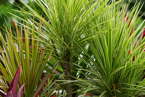 Dracaena Marginata in the nature. Dracaena marginata, commonly called red-edge dracaena, is an evergreen tree with stiff, ribbon-like red-margined green leaves and slim, curving stalks for trunks