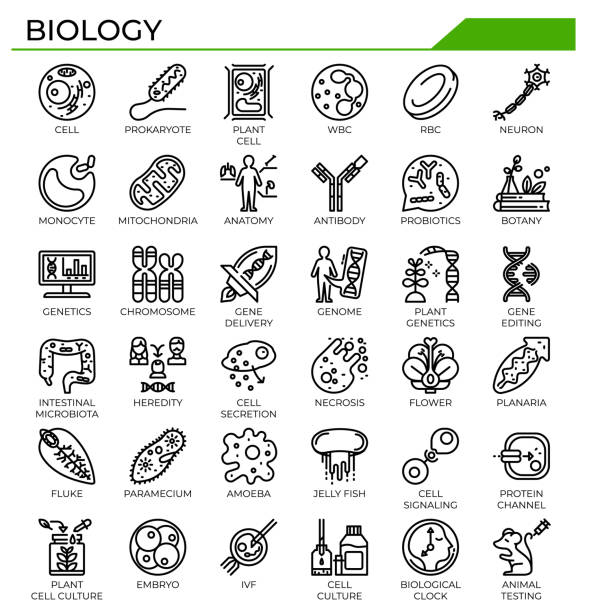 illustrazioni stock, clip art, cartoni animati e icone di tendenza di set di icone di biologia e scienza. - blood cell cell human cell animal cell