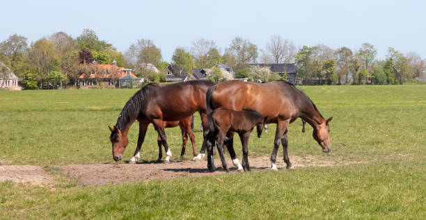 istock Many horses and its foal in a meadow 1397661111