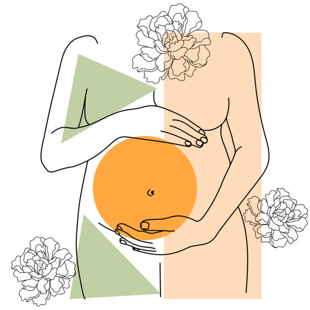 임신 한 배꼽 윤곽선 - baby beauty beautiful the human body stock illustrations