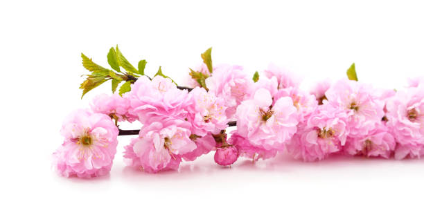 istock Beautiful pink flowers. 1397662233
