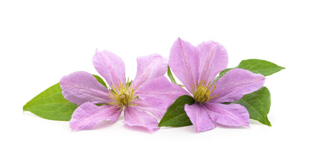 istock Purple clematis with green leaves. 1397663076