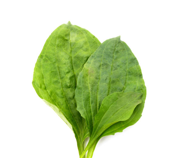 istock Green plantain leaves. 1397663398