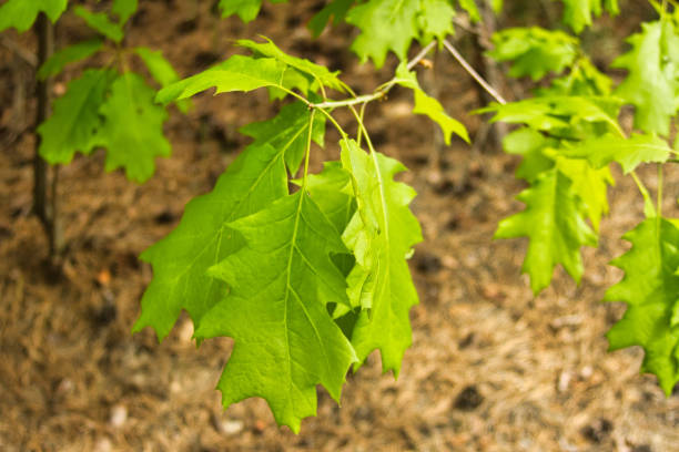 Leaves of Quercus rubra the northern red oak