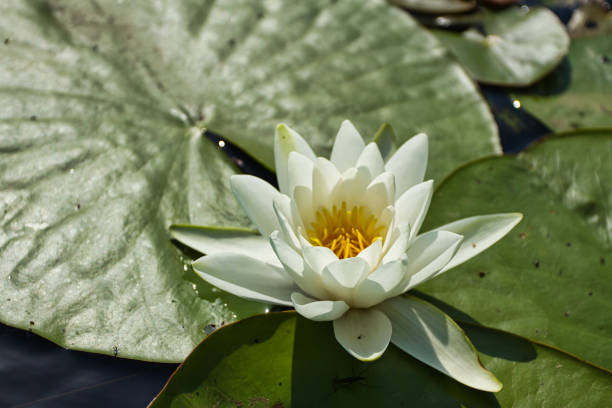istock Flower of white waterlily in bloom 1397665100