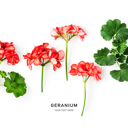 Geranium flowers and leaves isolated on white background. Pelargonium creative layout. Summer garden concept. Flat lay, top view. Design element