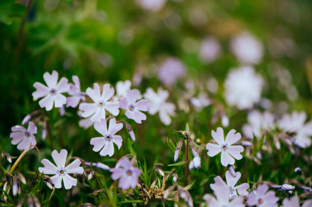 istock Spring purple forget-me-nots flowers 1397665496