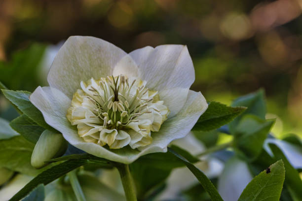 Christmas rose or black hellebore flower in bloom Helleborus niger, commonly called Christmas rose or black hellebore flower in bloom growing in the Botanic Garden in Gothenburg black hellebore stock pictures, royalty-free photos & images