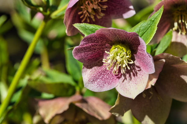 istock Helleborus orientalis, the Lenten rose 1397666444