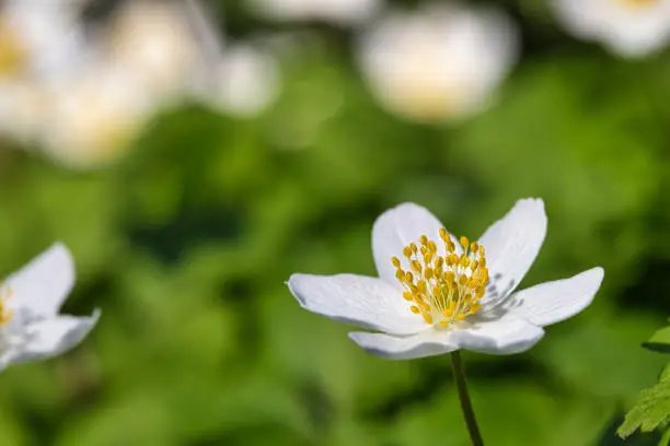 Anemonoides nemorosa (syn. Anemone nemorosa), the wood anemone in the spot of light in forest