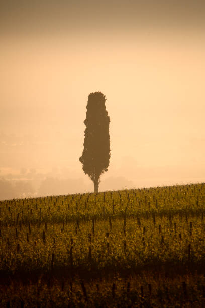 Field in Italy. Tuscany