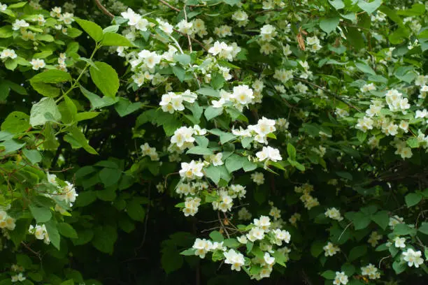 Branch of blossoming mock orange in mid June