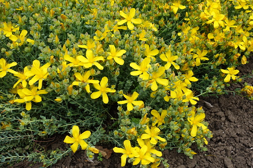 Evening Primrose on Green Background