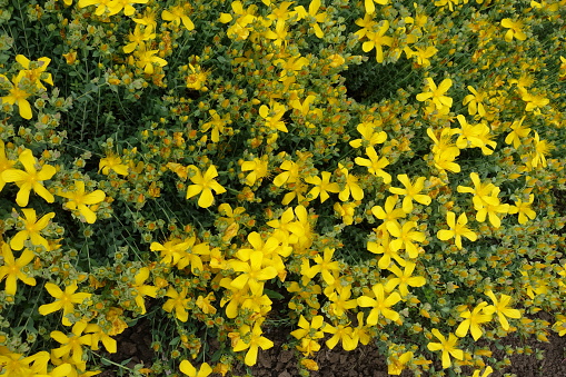 Crown daisy, or Glebionis coronaria flowers on a meadow. Yellow edible chrysanthemum at springtime.