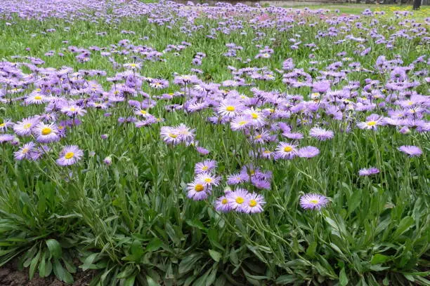 Field covered with numerous violet flowers of Erigeron speciosus in June