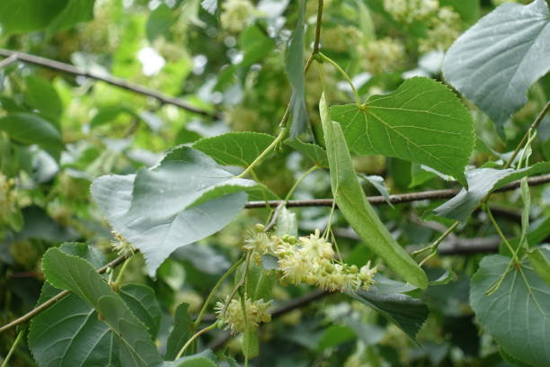 istock Inflorescence of linden tree in mid June 1397667673