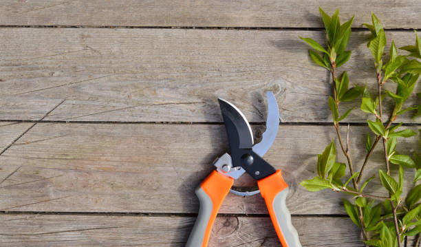 istock Gardening tools, pruning shears and cut branches of young currants lie on a beige background. 1397667674