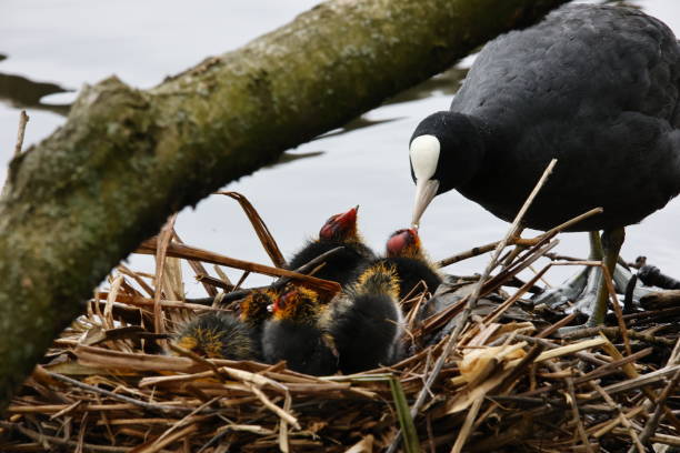 istock Coot and chicks at their nest 1397668036