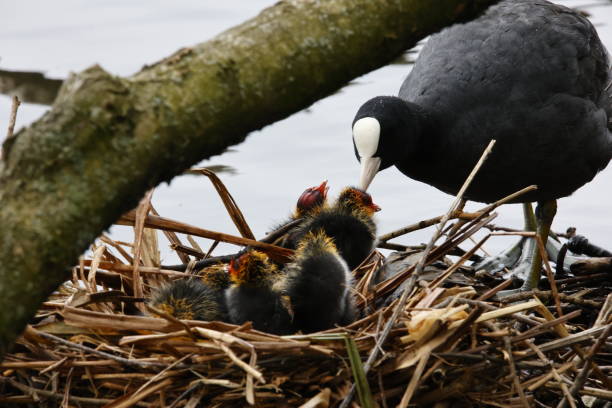 istock Coot and chicks at their nest 1397668039