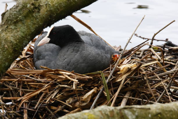 istock Coot and chicks at their nest 1397668042