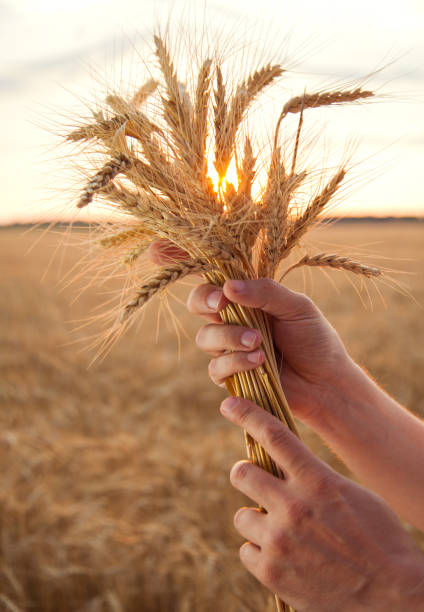 istock Man hand hold wheat ears on background of field 1397668045