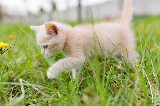 istock Little kitten walking up in green grass 1397668751