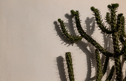 Cactus plant against white wall on a sunny day