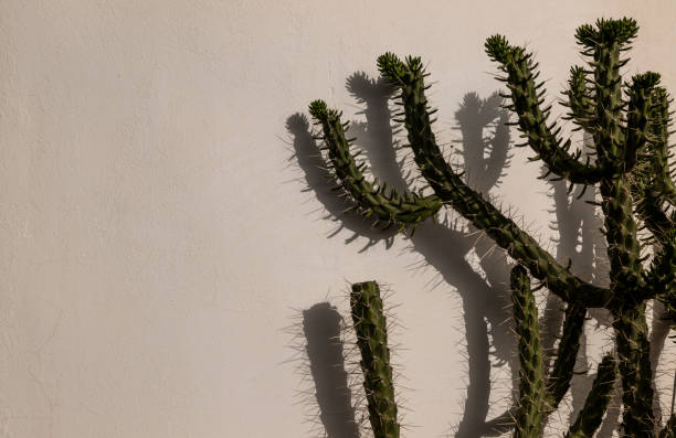 Cactus plant against white wall on a sunny day Cactus plant against white wall on a sunny day cactus plant needle pattern stock pictures, royalty-free photos & images