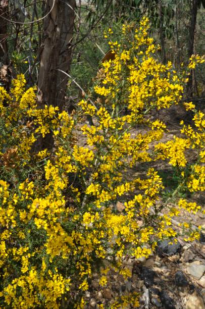 istock scorpion broom in spring in Portugal 1397670138