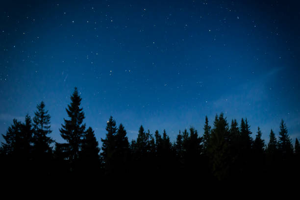 Night forest with pine trees stock photo