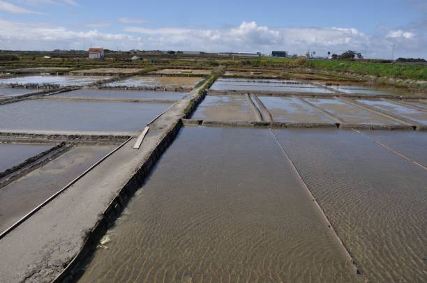 istock Aveiro salt marshes in Portugal 1397670206