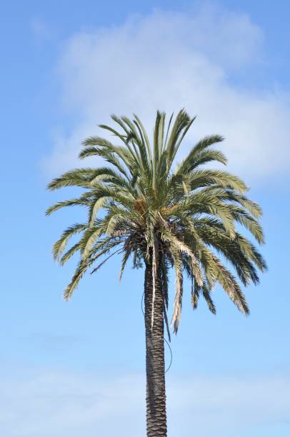 istock Palm tree in Aveiro in Portugal 1397670265
