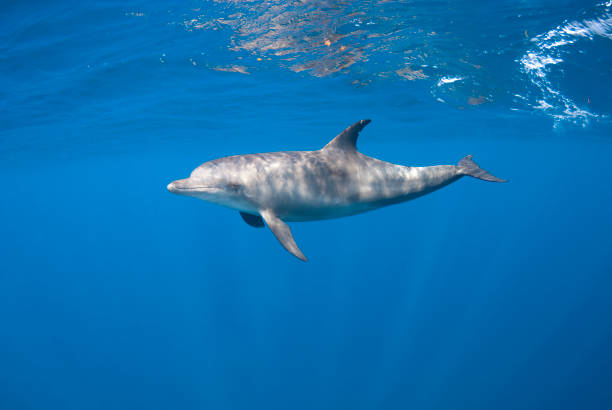 istock Botlenose dolphin diving close to the surface 1397670330