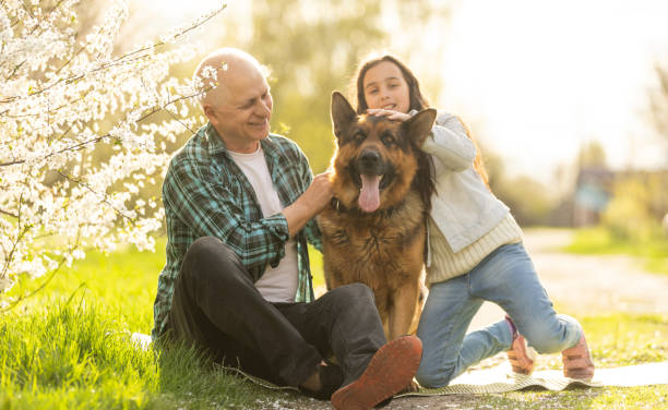 庭で犬の羊飼いを持つ祖父と孫娘 - child tree cheerful offspring ストックフォトと画像