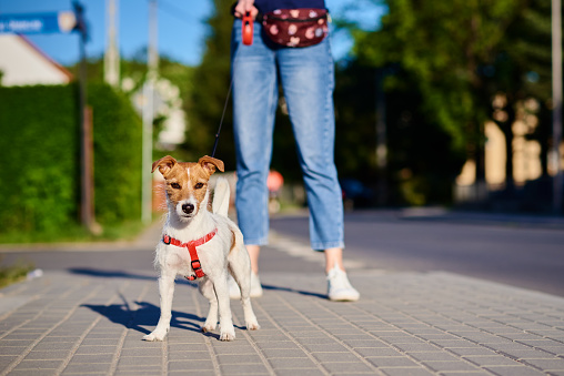 Pet owner walks with dog outdoors, Jack Russell terrier at city street in summer day