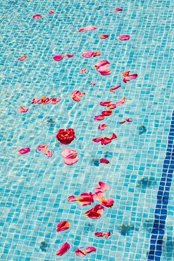 Rose petals on the water of a blue pool, spring atmosphere, high contrast photography and with copy space